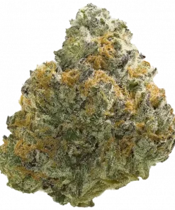 Red Pineapple, ananas ve dizel aromalı, yüksek THC'li dengeli bir hibrit türdür. Stres ve ağrı için ideal. Etkilerini keşfedin.