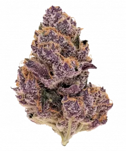 Red Poison Auto™, tatlı meyve aromaları ve rahatlatıcı etkisiyle bilinen Indica baskın bir türdür. Ağrı ve stres için ideal. Genetik yapısını keşfedin.