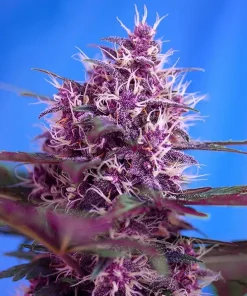 Red Poison Auto Fem Esrar Tohumu (Sweet Seeds)