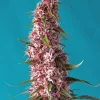 Red Pure CBD Auto Fem Esrar Tohumu (Sweet Seeds)