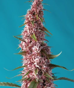 Red Pure CBD Auto Fem Esrar Tohumu (Sweet Seeds)
