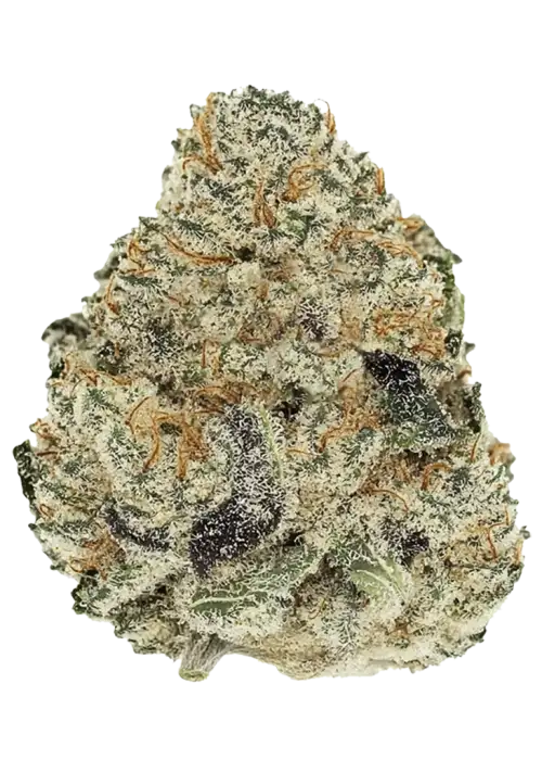 Red Runtz, tatlı meyve aroması ve yüksek THC içeriğiyle öne çıkan dengeli bir hibrit türdür. Benzersiz genetik yapısını ve keyifli etkilerini keşfedin.