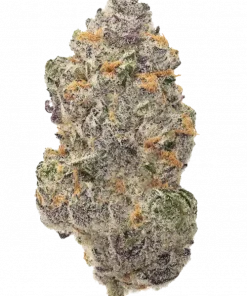 Red Skrrrt-Banger, yakıtımsı ve narenciye aromalarıyla öne çıkan indica baskın bir türdür. Yüksek verim potansiyeliyle dikkat çeker. Genetik yapısını keşfedin.