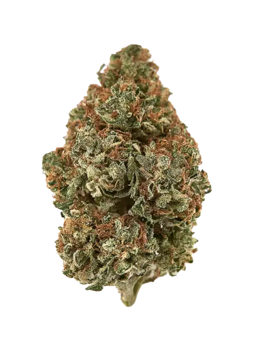 Red Taffi, tatlı narenciye aromaları ve yüksek THC içeriğiyle bilinen Sativa baskın bir türdür. Yaratıcılığı artıran etkilerini keşfedin ve hemen inceleyin.