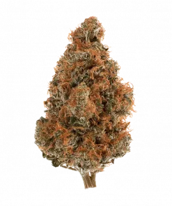 Red Zuava Zushi, benzersiz meyvemsi aroması ve dengeli genetiğiyle öne çıkan bir hibrit türdür. Yüksek THC içeriğiyle dikkat çeker. Etkilerini keşfedin.