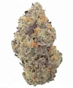 Red Zushi, tatlı çilek aroması ve dengeli yapısıyla öne çıkan bir hibrit türdür. Öforik etkileriyle bilinir. Bu eşsiz türü keşfedin.