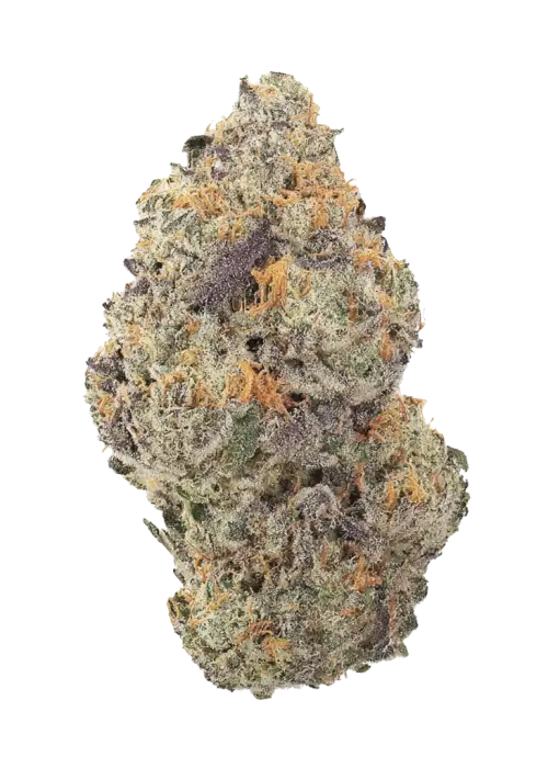 Red Zushi, tatlı çilek aroması ve dengeli yapısıyla öne çıkan bir hibrit türdür. Öforik etkileriyle bilinir. Bu eşsiz türü keşfedin.