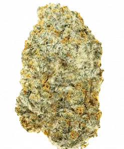 Reefer Truck, yakıtımsı aroması ve enerji verici etkisiyle bilinen sativa baskın bir türdür. Yüksek THC potansiyeliyle dikkat çeker. Özelliklerini keşfedin.