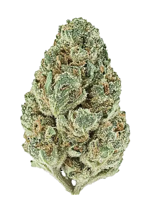 Ricky Bobby OG, kiraz aromalı ve yüksek THC'li Indica dominant bir türdür. Yaratıcılığı tetikleyen bu özel türün genetik yapısını keşfedin ve etkilerini görüntüleyin.