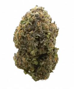 Roket Yakıtı, sert yakıtımsı aroması ve yüksek THC içeriğiyle öne çıkan Indica baskın bir türdür. Ağrı ve uykusuzluğa iyi gelir. Özelliklerini keşfedin.