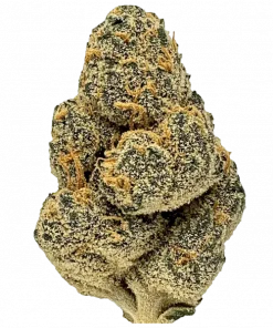 Rocket Pop, tatlı böğürtlen aroması ve dengeli etkisiyle öne çıkan indica baskın bir türdür. Depresyon ve stresi azaltmaya yardımcı olabilir. Keşfedin.