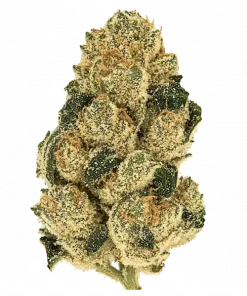 Rocket Queen, toprak ve çam aromalı, THC'li Indica dominant türdür. Derin rahatlama ve uyku için ideal. Genetik yapısını keşfedin.