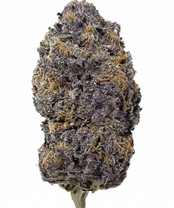 Rodeo, toprak ve narenciye aromalarıyla öne çıkan Indica dominant bir türdür. Dengeli etkileriyle bilinir. Bu eşsiz türün genetik yapısını keşfedin.