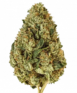 Rollins, keskin limon ve çam aromalarıyla öne çıkan Sativa baskın bir türdür. Yüksek THC içeriğiyle rahatlatıcı etkilerini keşfedin ve genetik yapısını görüntüleyin.