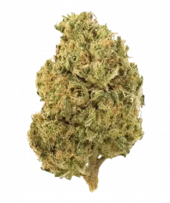 Romulan, çam ve narenciye aromalarıyla öne çıkan, yüksek THC'li Indica baskın bir türdür. Yaratıcılığı artıran ve rahatlatan etkileri keşfedin.