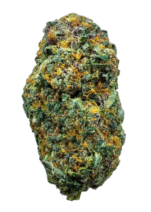 Rope Fuel, yakıtımsı aroması ve yüksek THC içeriğiyle öne çıkan dengeli bir hibrit türdür. Ağrı ve stresi azaltan etkilerini keşfedin ve hemen inceleyin.