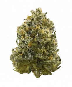 Rose Gold Rackz, mentol aroması ve yüksek THC içeriğiyle bilinen dengeli bir hibrit türdür. Anksiyete ve ağrı için ideal. Genetik yapısını keşfedin.