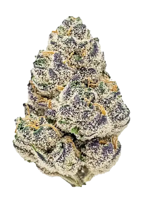 Rose Gold Runtz, kremsi yaban mersini aroması ve 'ye varan THC oranıyla öne çıkan dengeli bir hibrit türdür. Yaratıcılığınızı artırın ve etkilerini keşfedin.