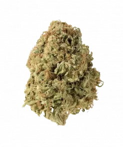 Rose OG, tatlı aroması ve güçlü rahatlatıcı etkisiyle bilinen Indica dominant bir türdür. Uykusuzluk ve stres için ideal. Özelliklerini keşfedin.