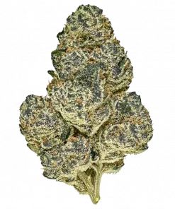 Roswell 47, tatlı meyve aroması ve THC oranıyla bilinen Sativa baskın türdür. Enerjik etkileriyle öne çıkar. Genetik yapısını keşfedin.