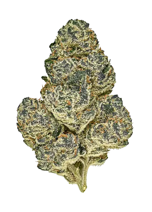 Roswell 47, tatlı meyve aroması ve THC oranıyla bilinen Sativa baskın türdür. Enerjik etkileriyle öne çıkar. Genetik yapısını keşfedin.