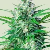 Royal AK Auto Fem Esrar Tohumu (Royal Queen Seeds)