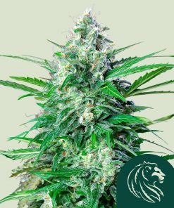 Royal AK Auto Fem Esrar Tohumu (Royal Queen Seeds)