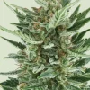 Royal Cheese Auto Fem Esrar Tohumu (Royal Queen Seeds)