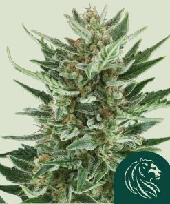 Royal Cheese Auto Fem Esrar Tohumu (Royal Queen Seeds)