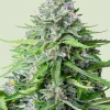 Royal Cookies Auto Fem Esrar Tohumu (Royal Queen Seeds)