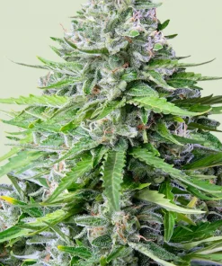 Royal Cookies Auto Fem Esrar Tohumu (Royal Queen Seeds)