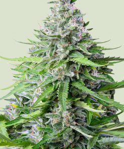 Royal Cookies Auto Fem Esrar Tohumu (Royal Queen Seeds)