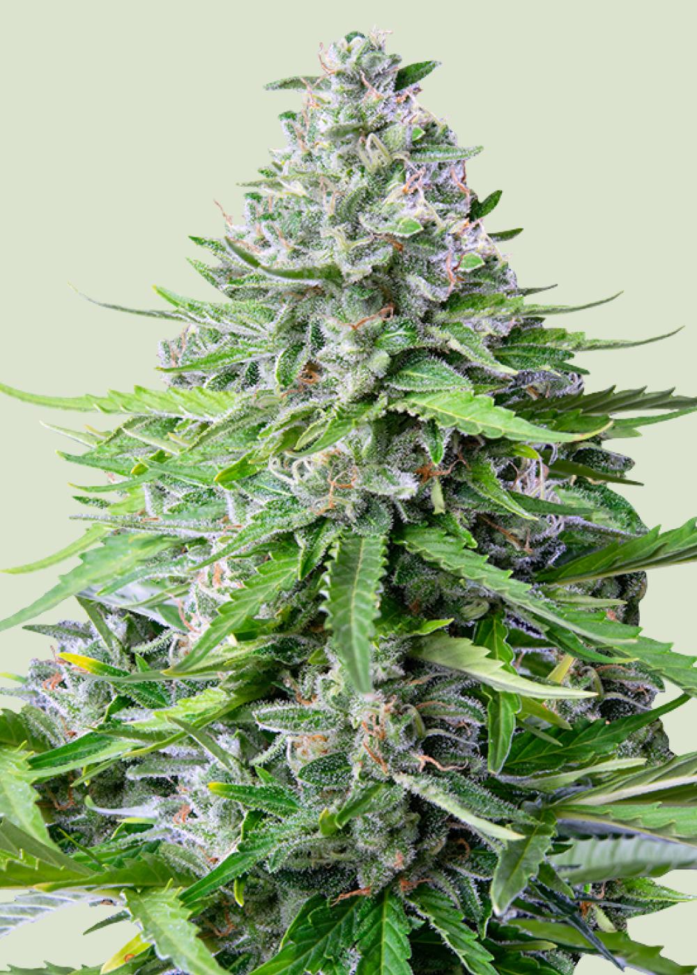 Royal Cookies Auto Fem Esrar Tohumu (Royal Queen Seeds)