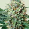 Royal Cookies Feminized Esrar Tohumu (Royal Queen Seeds)