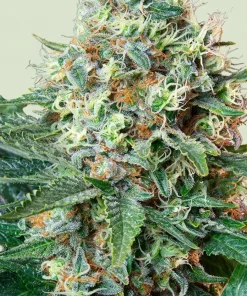 Royal Cookies Feminized Esrar Tohumu (Royal Queen Seeds)