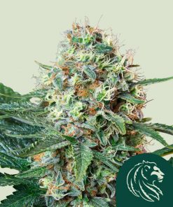 Royal Cookies Feminized Esrar Tohumu (Royal Queen Seeds)
