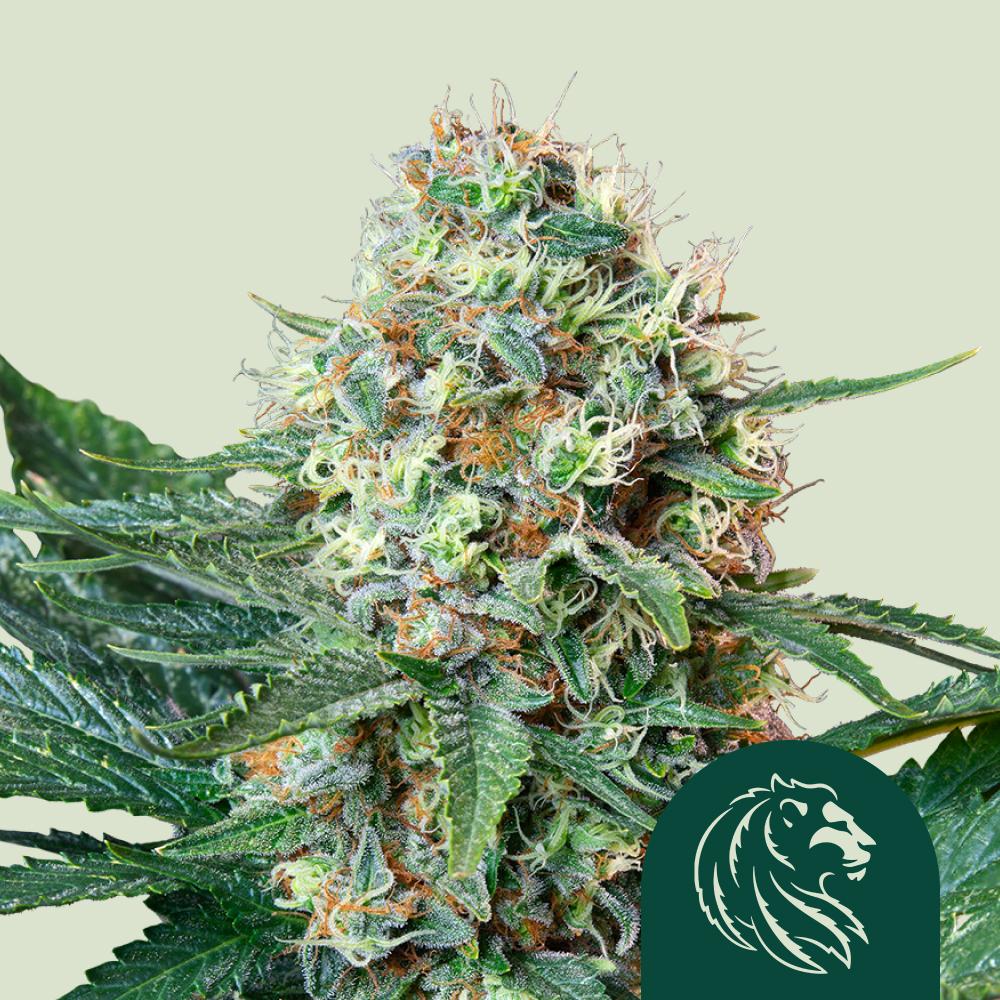 Royal Cookies Feminized Esrar Tohumu (Royal Queen Seeds)