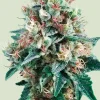Royal Creamatic Auto Fem Esrar Tohumu (Royal Queen Seeds)