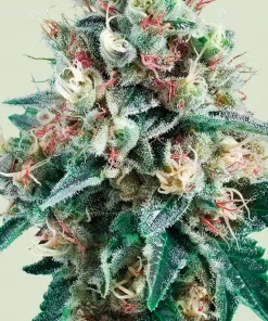 Royal Creamatic Auto Fem Esrar Tohumu (Royal Queen Seeds)