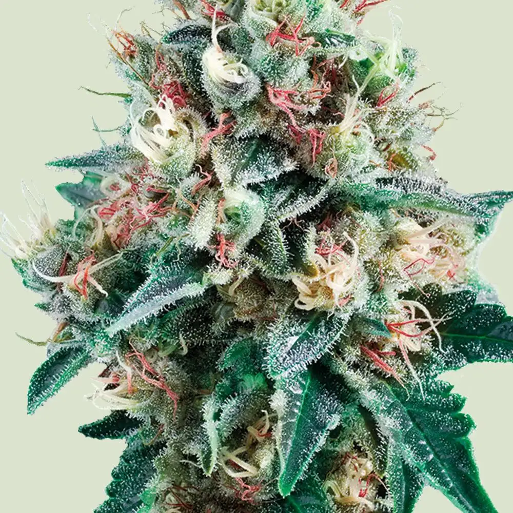 Royal Creamatic Auto Fem Esrar Tohumu (Royal Queen Seeds)