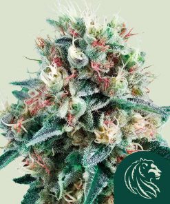 Royal Creamatic Auto Fem Esrar Tohumu (Royal Queen Seeds)
