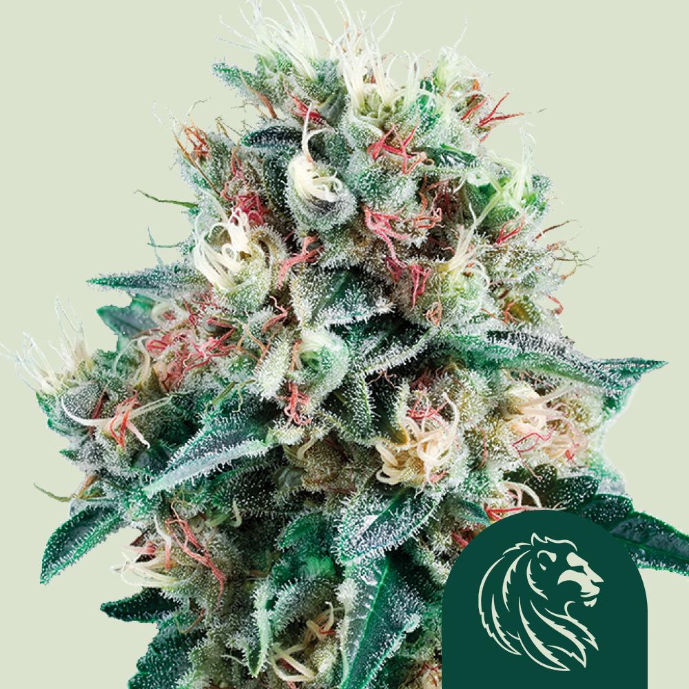 Royal Creamatic Auto Fem Esrar Tohumu (Royal Queen Seeds)