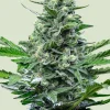 Royal Critical Auto Fem Esrar Tohumu (Royal Queen Seeds)
