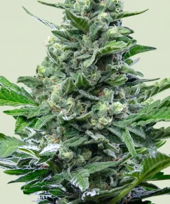 Royal Critical Auto Fem Esrar Tohumu (Royal Queen Seeds)