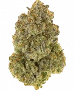 Royal Domina, toprak tonları ve biberli aromasıyla öne çıkan Indica baskın bir türdür. Stres ve uykusuzluğa iyi gelir. Genetik yapısını keşfedin ve hemen görüntüleyin.