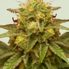 Royal Domina Feminized Esrar Tohumu (Royal Queen Seeds)