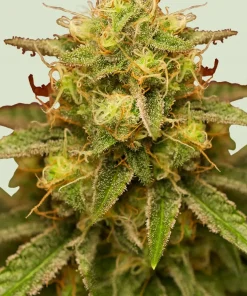 Royal Domina Feminized Esrar Tohumu (Royal Queen Seeds)