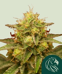 Royal Domina Feminized Esrar Tohumu (Royal Queen Seeds)