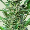 Royal Dwarf Auto Fem Esrar Tohumu (Royal Queen Seeds)
