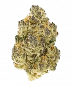 Royal Gorilla, sert benzin kokusu ve yüksek THC içeriğiyle öne çıkan Indica dominant bir türdür. Eşsiz aromasını ve güçlü etkilerini keşfedin.